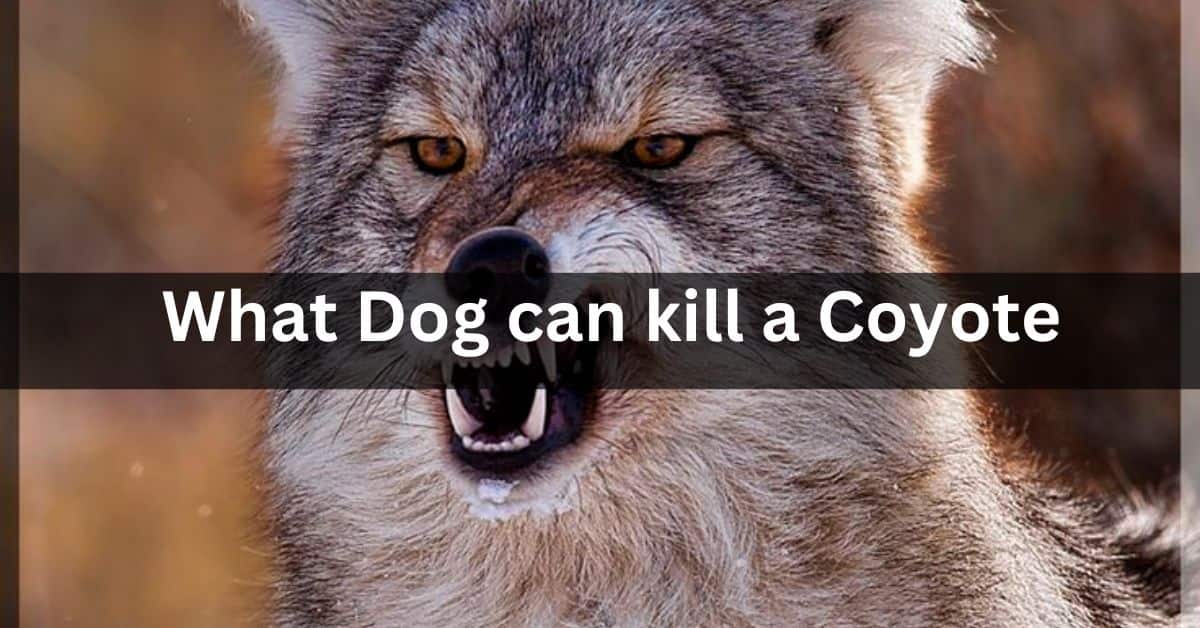What Dog can kill a Coyote