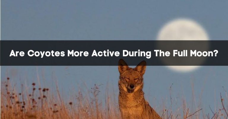 Are Coyotes More Active During The Full Moon?
