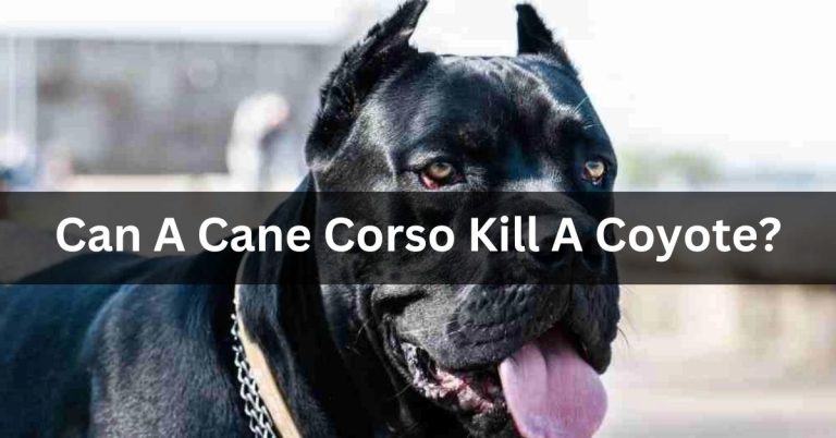 Can A Cane Corso Kill A Coyote?