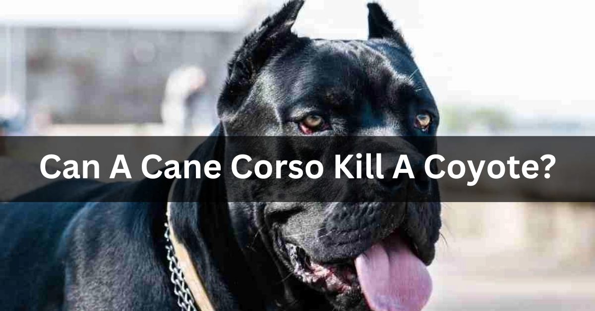 Can A Cane Corso Kill A Coyote?