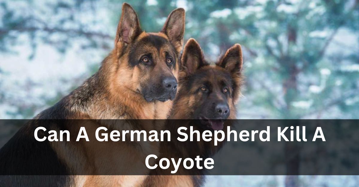 Can A German Shepherd Kill A Coyote