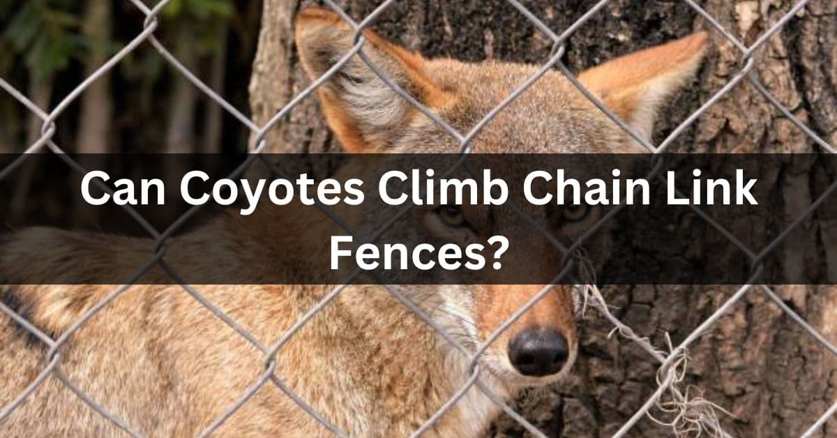 Can Coyotes Climb Chain Link Fences