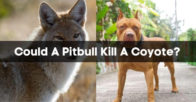 Could A Pitbull Kill A Coyote