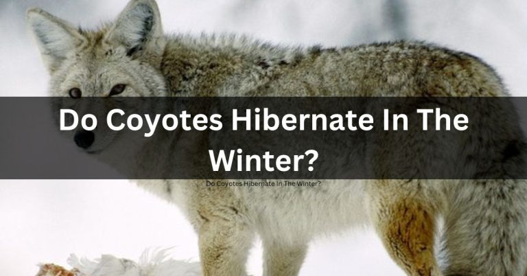 Do Coyotes Hibernate In The Winter?
