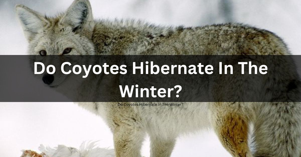 Do Coyotes Hibernate In The Winter?