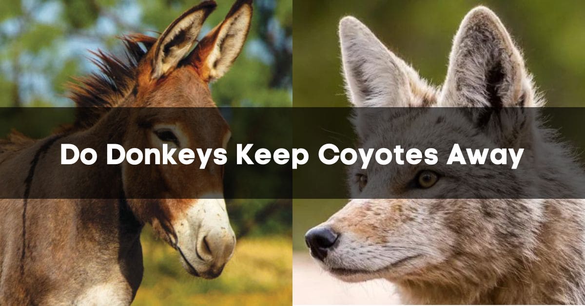 Do Donkeys Keep Coyotes Away
