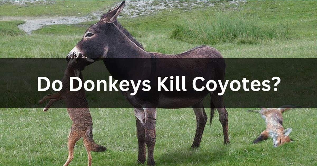 Do Donkeys Kill Coyotes?