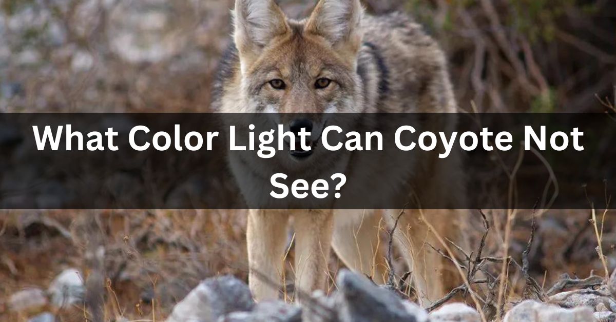 What Color Light Can Coyote Not See?