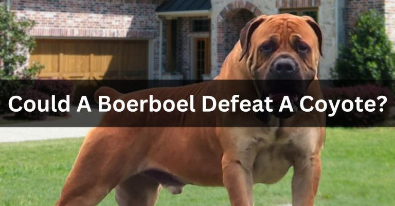Could A Boerboel Defeat A Coyote?