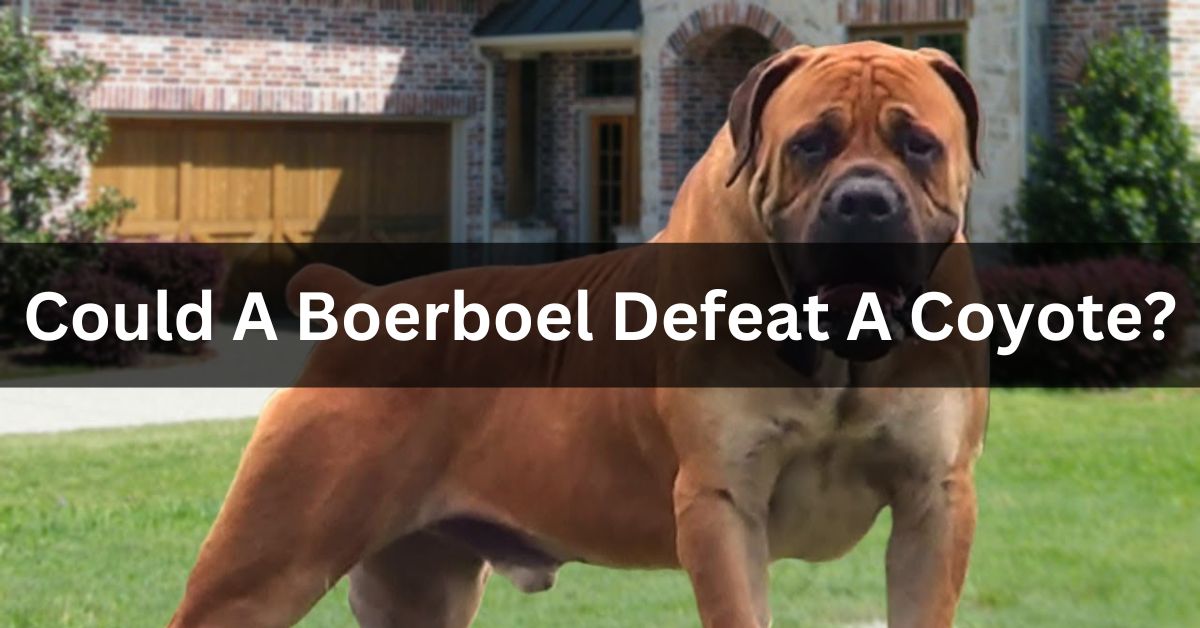 Could A Boerboel Defeat A Coyote?