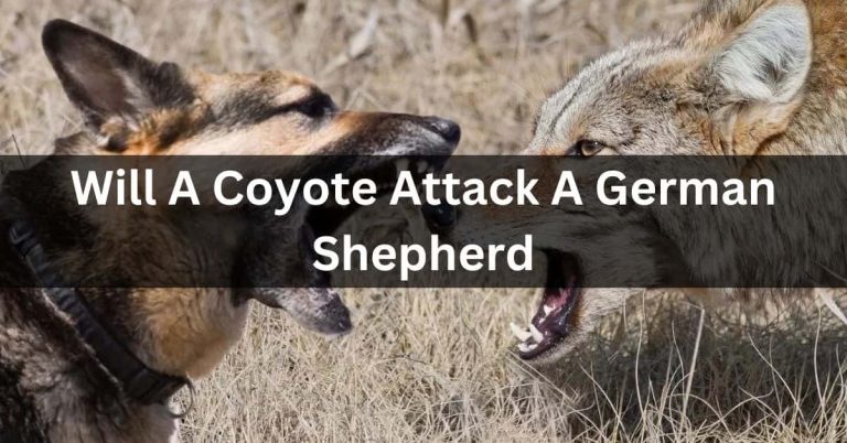Will A Coyote Attack A German Shepherd