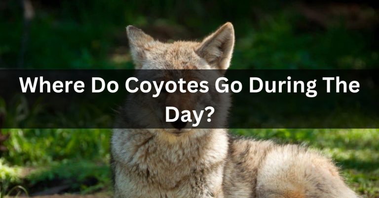 Where Do Coyotes Go During The Day?