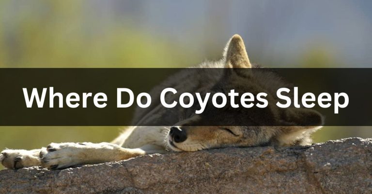 Where Do Coyotes Sleep