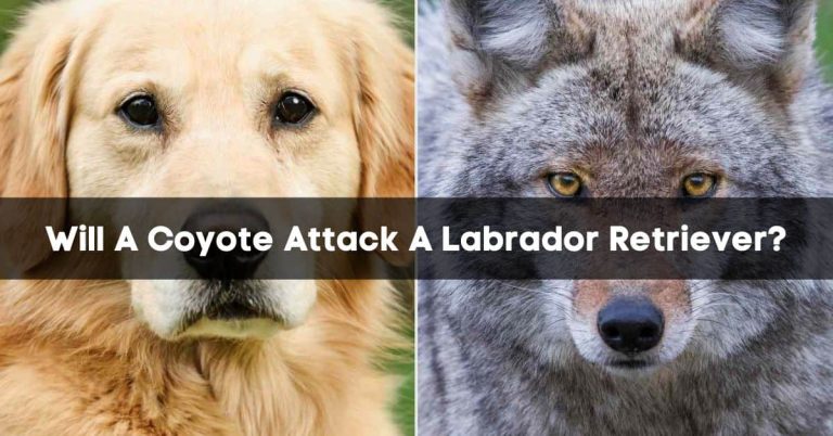 Will A Coyote Attack A Labrador Retriever?