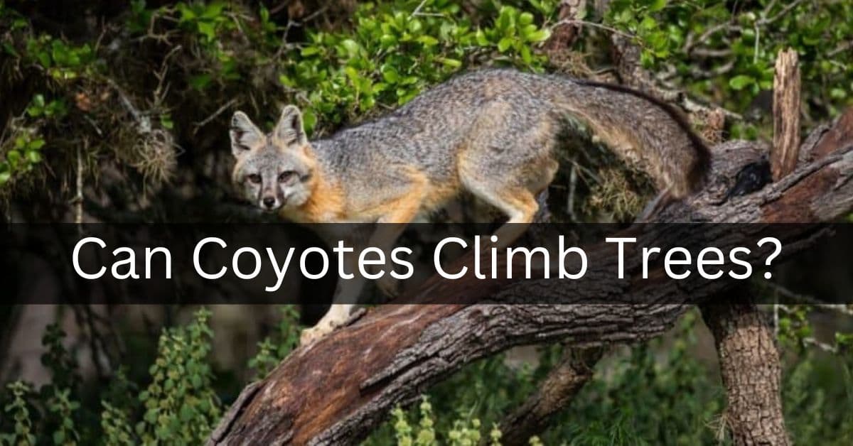 Can Coyotes Climb Trees?