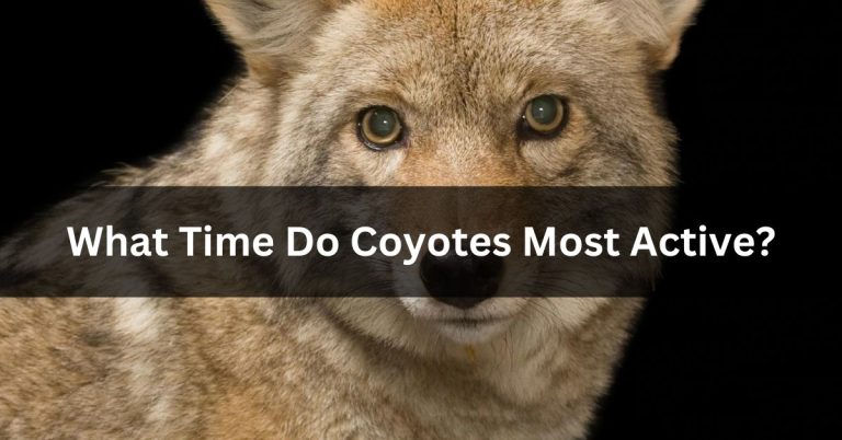 What Time Do Coyotes Most Active