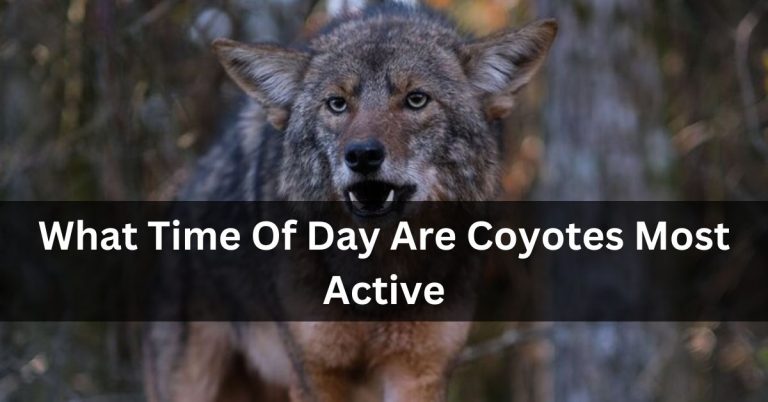 What Time Of Day Are Coyotes Most Active