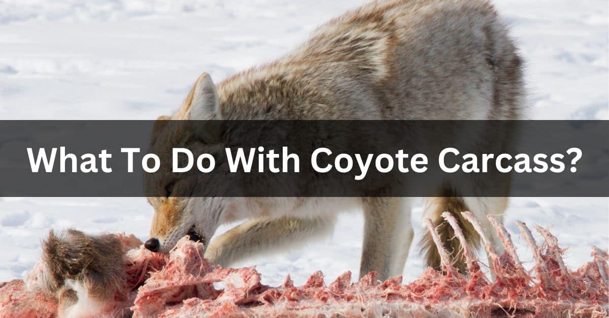 What To Do With Coyote Carcass