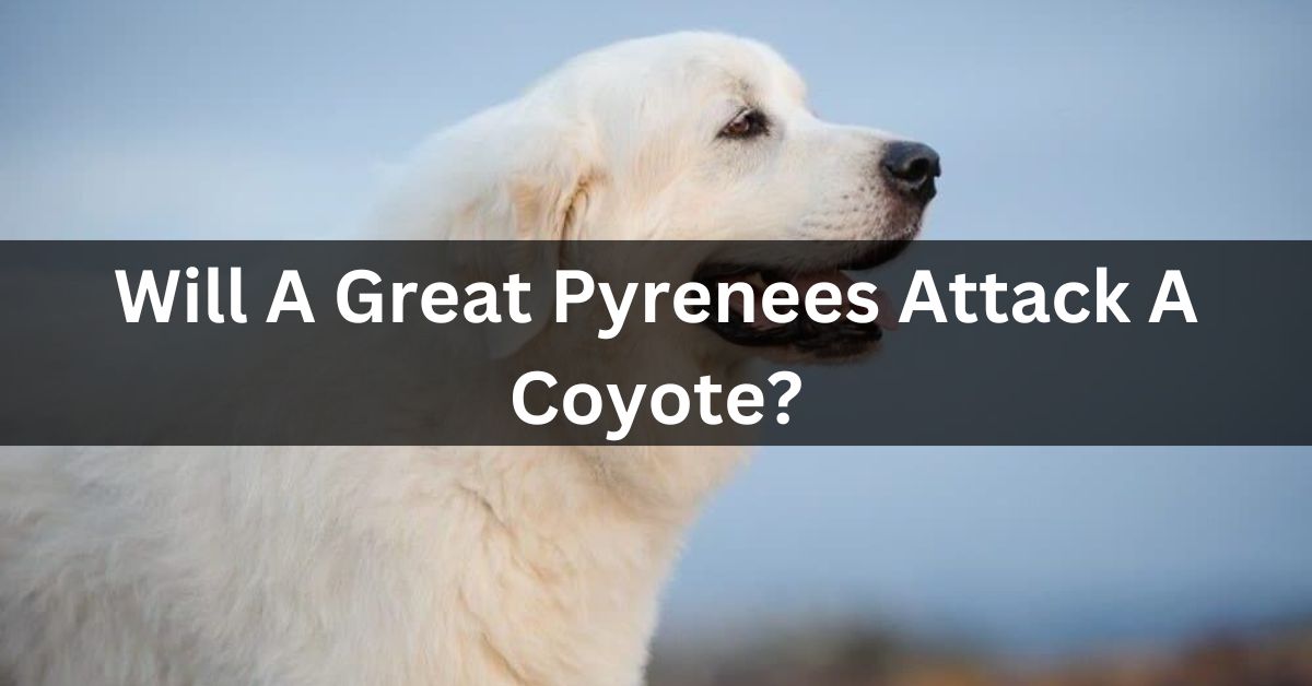 Will A Great Pyrenees Attack A Coyote?
