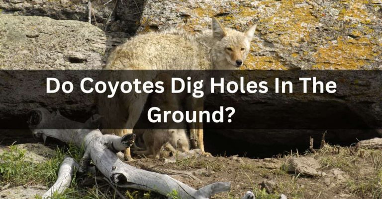 Do Coyotes Dig Holes In The Ground?