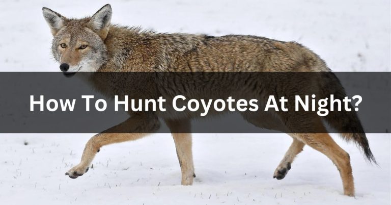 How To Hunt Coyotes At Night?