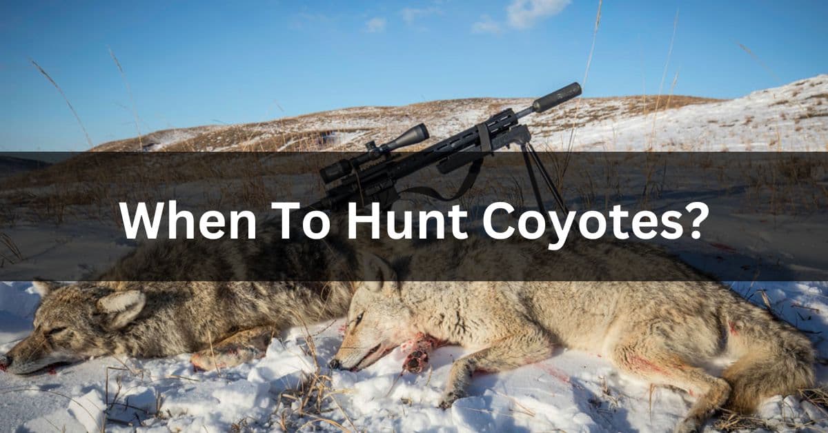 When To Hunt Coyotes?