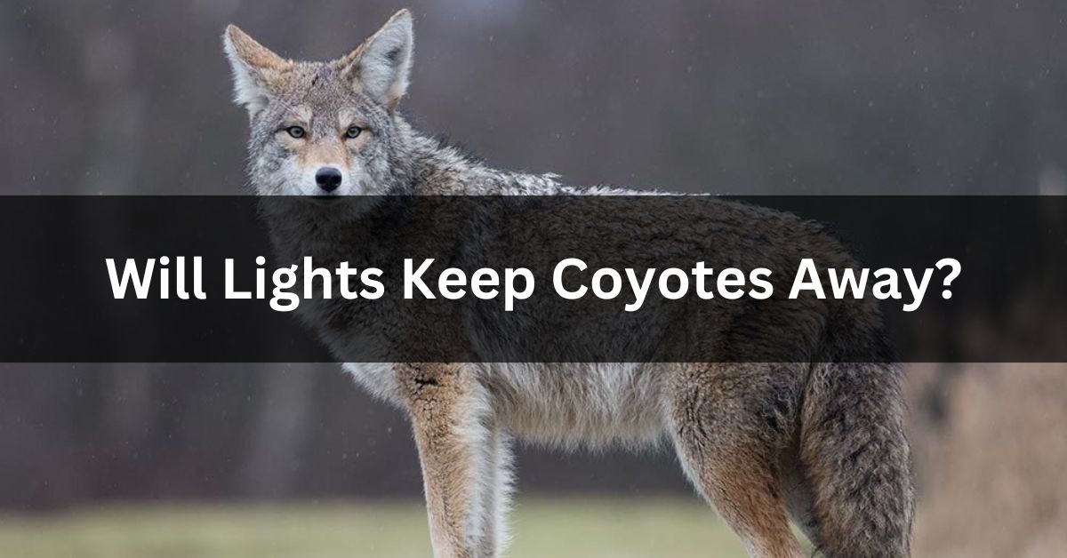 Will Lights Keep Coyotes Away?